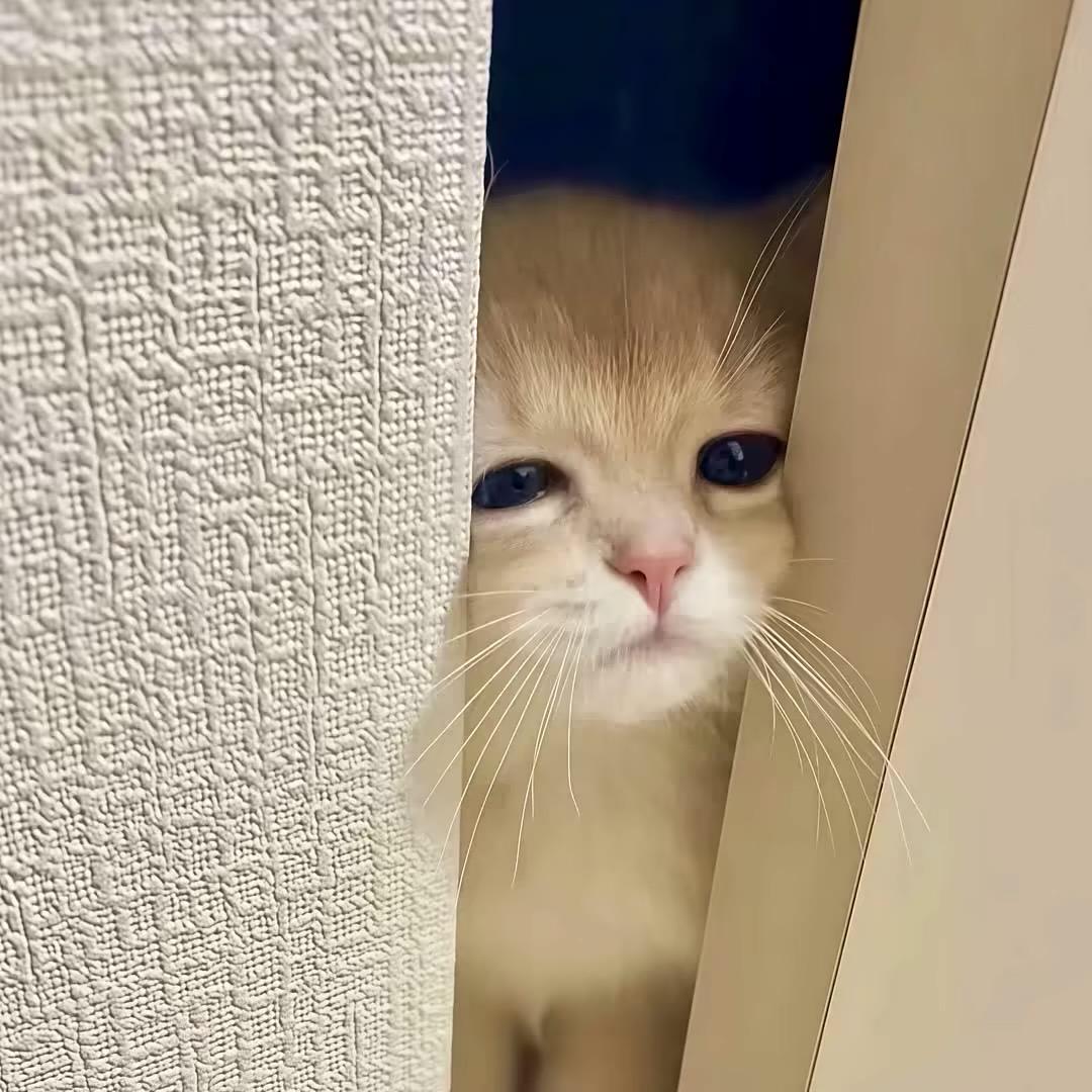 吐司