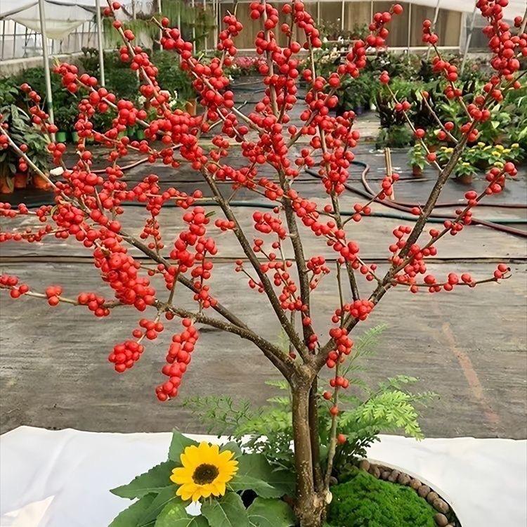 驰瑞花卉顺景优品店