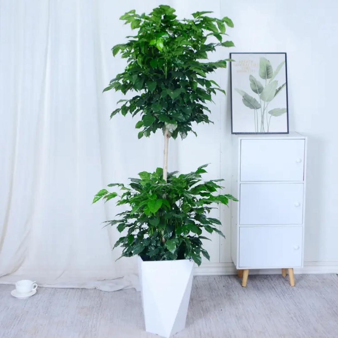幸福树种植基地