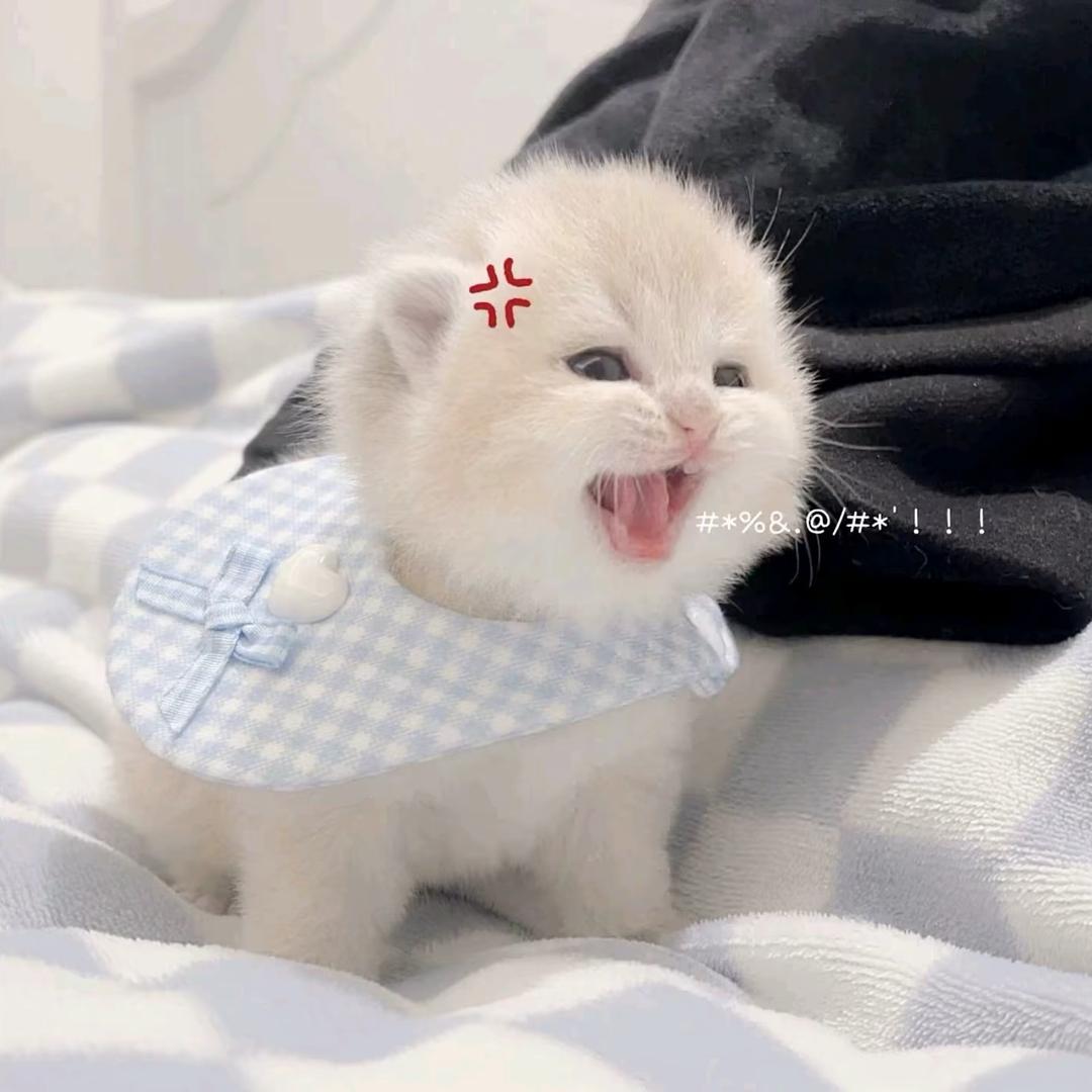 咪咪