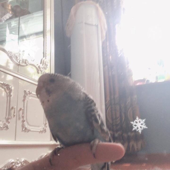 杏子是只鸟🐦