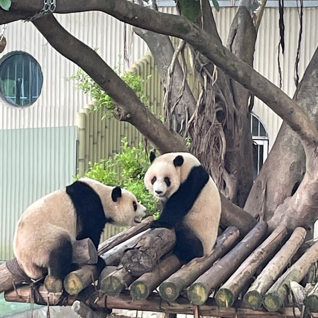 看看就回