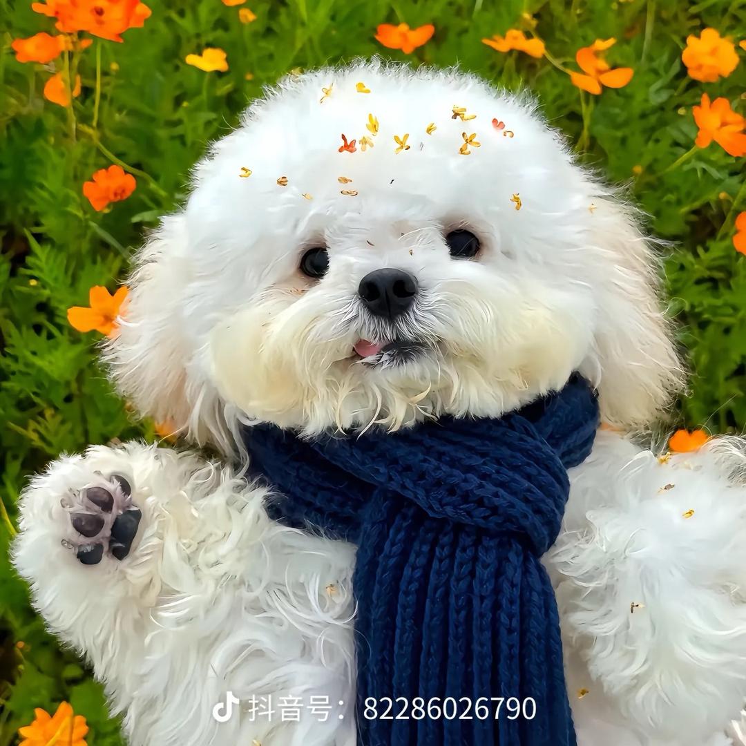 百事喝不了一点✿