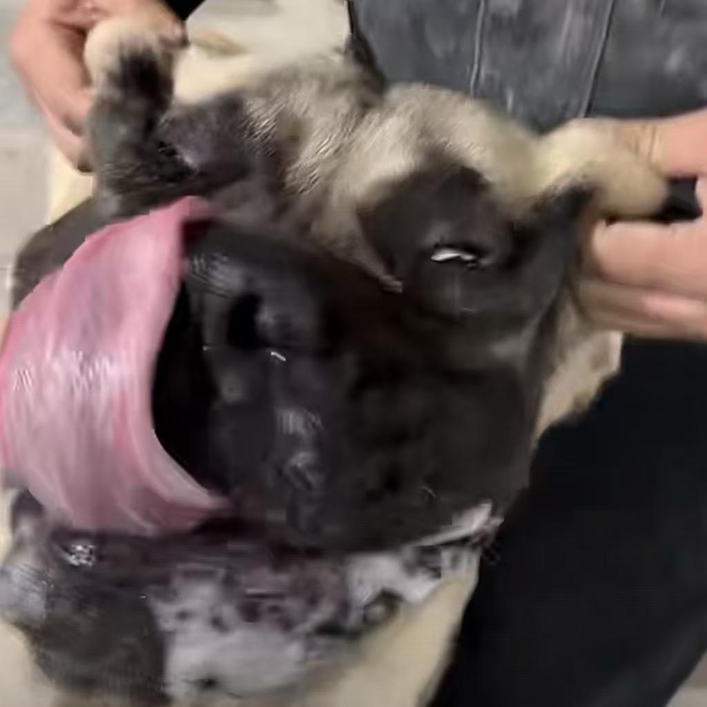 虫二