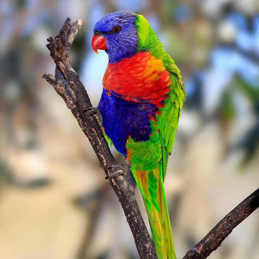 海口美兰区霞妹子电子商务商行