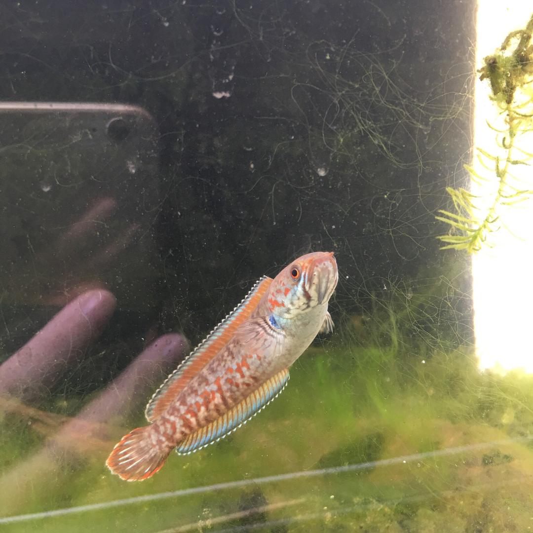 一月