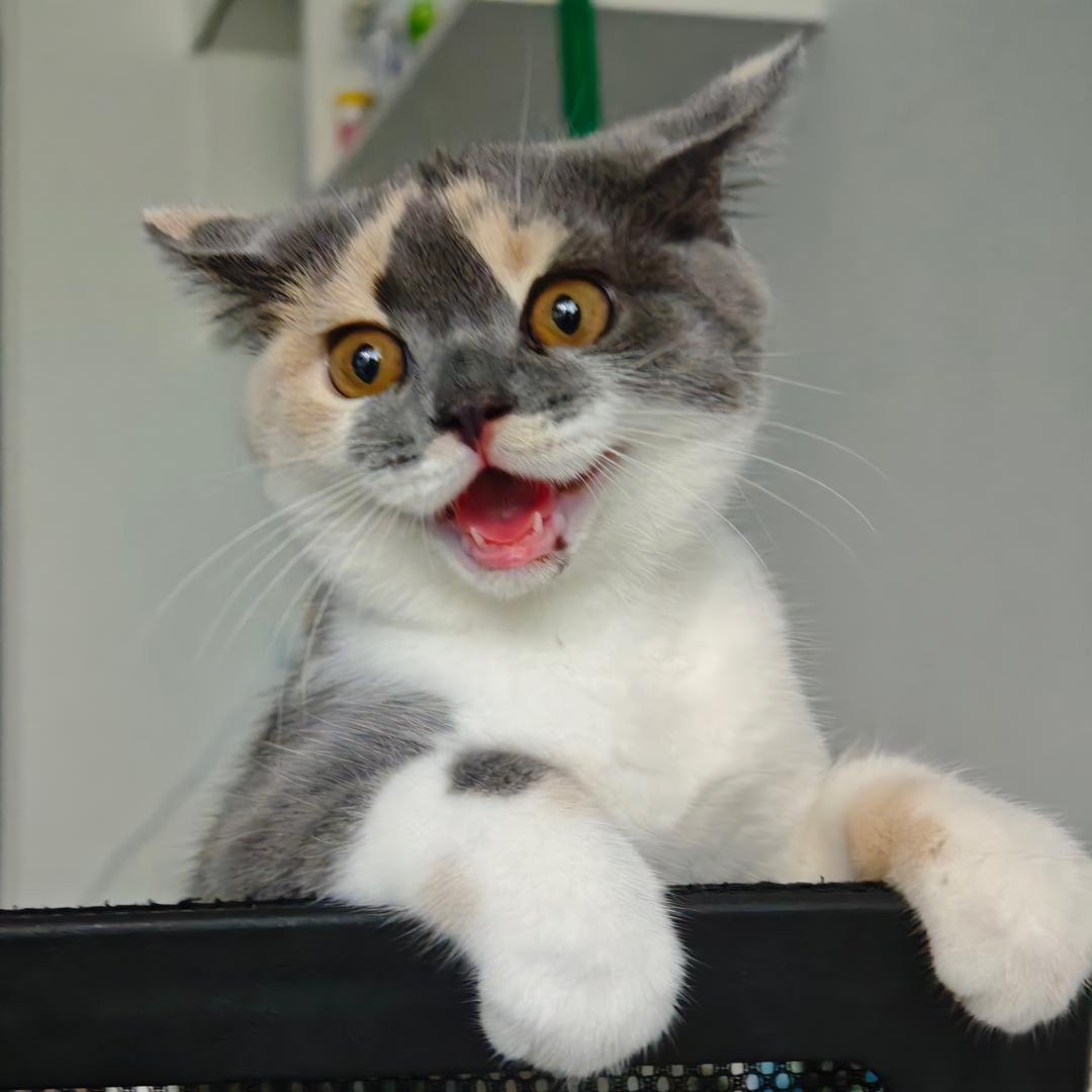 藤藤菜和空心菜