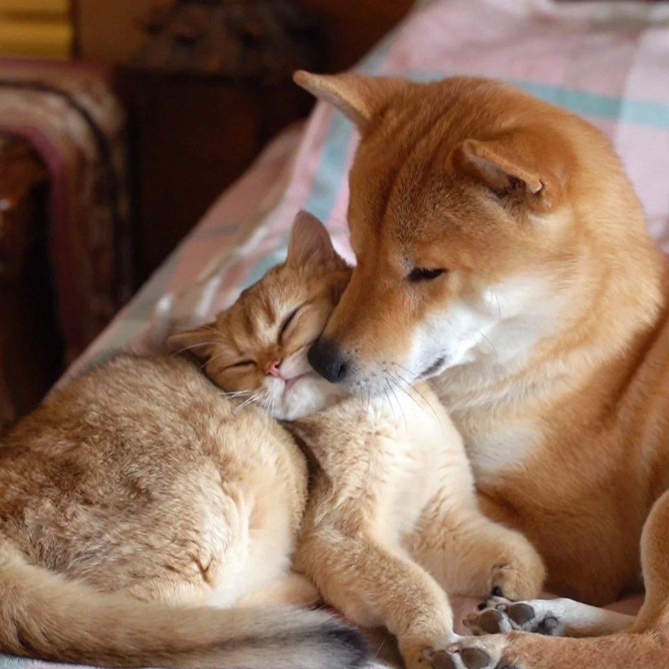 喵喵的小狗 🐱🐶