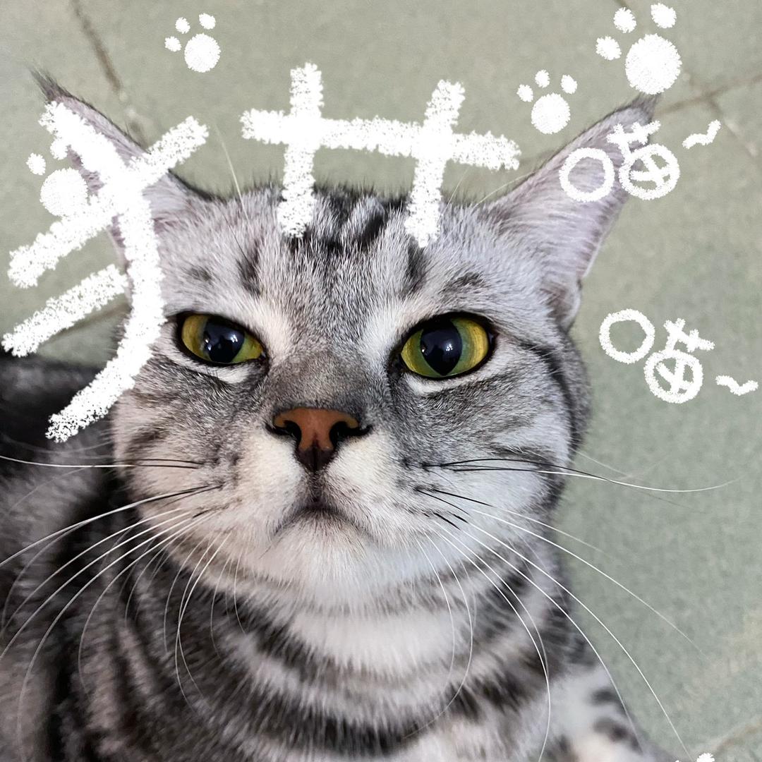 虎虎是只喵