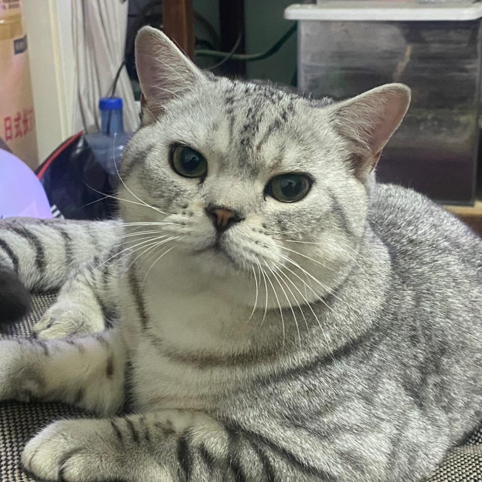 团团面面