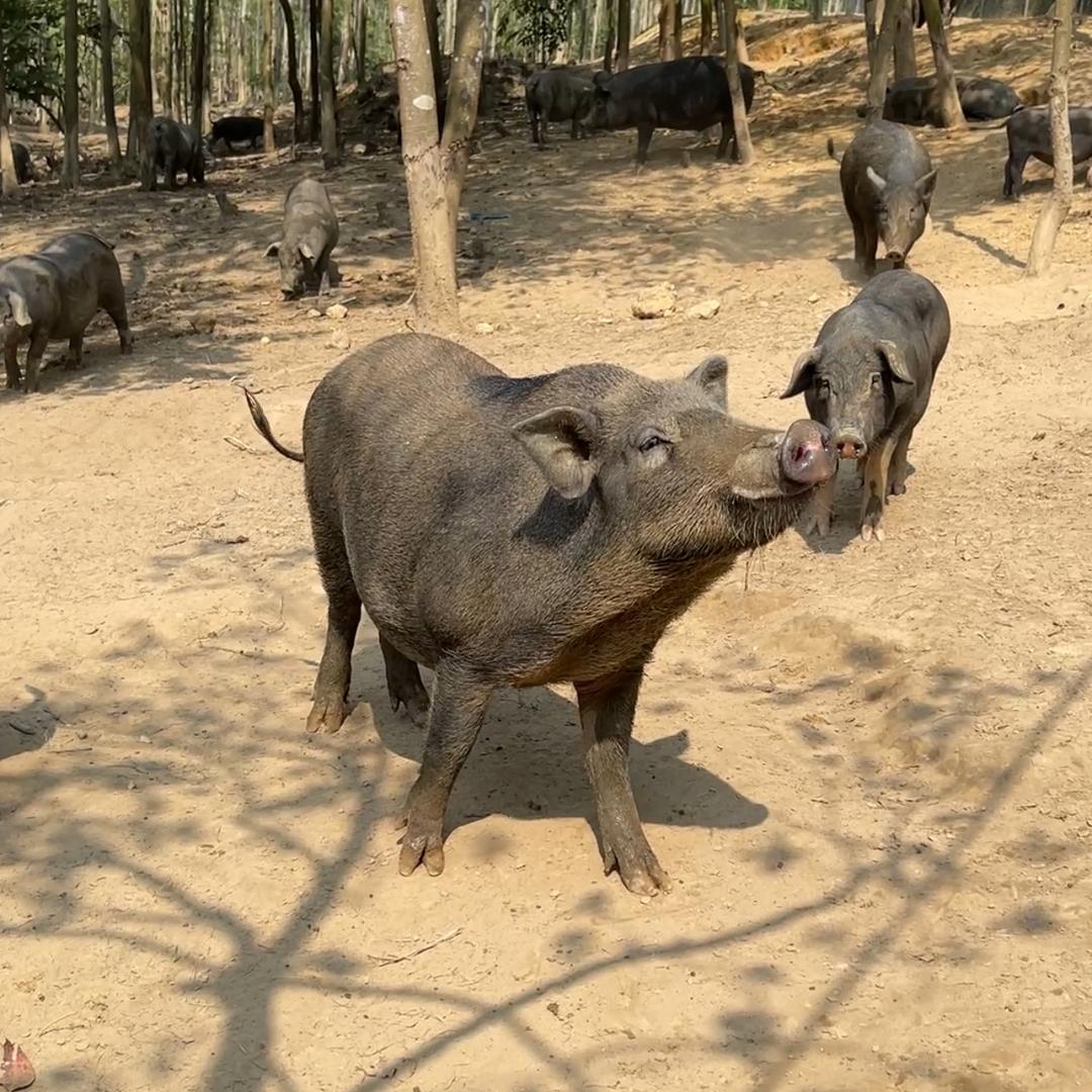 良心生鲜土货的头像