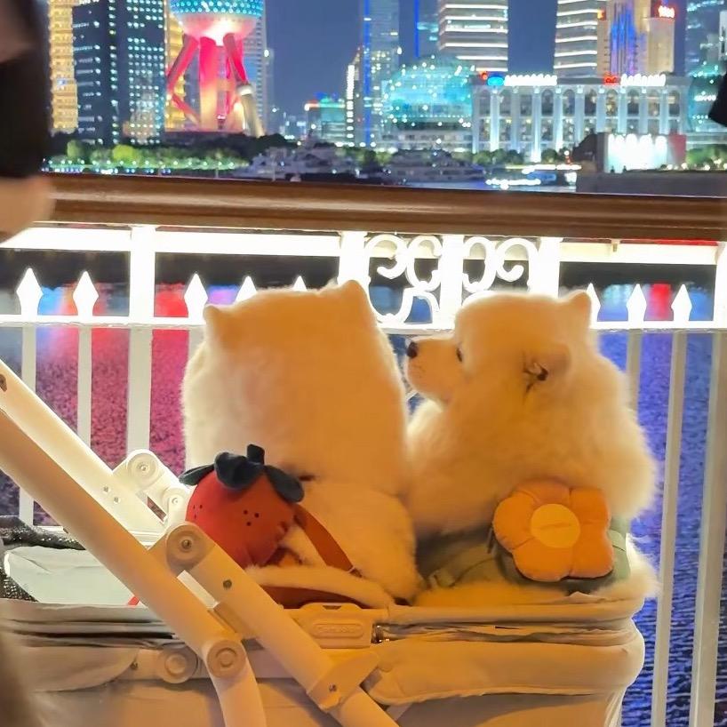 淘淘狗