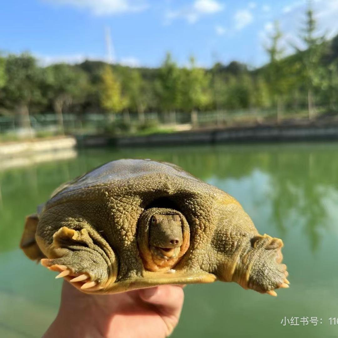 小表妹