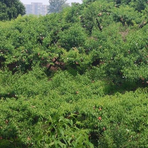 果野来信生活坊