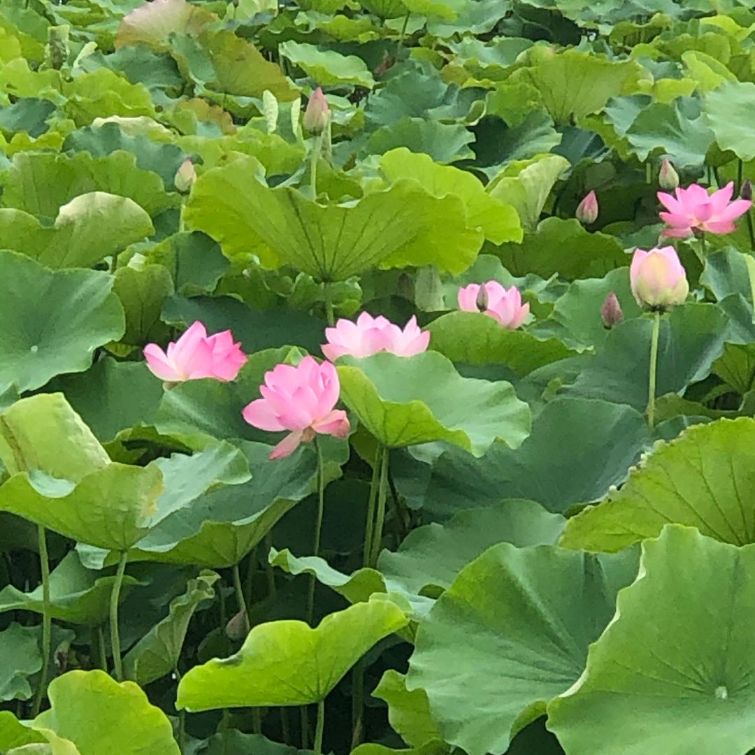 张幺姐