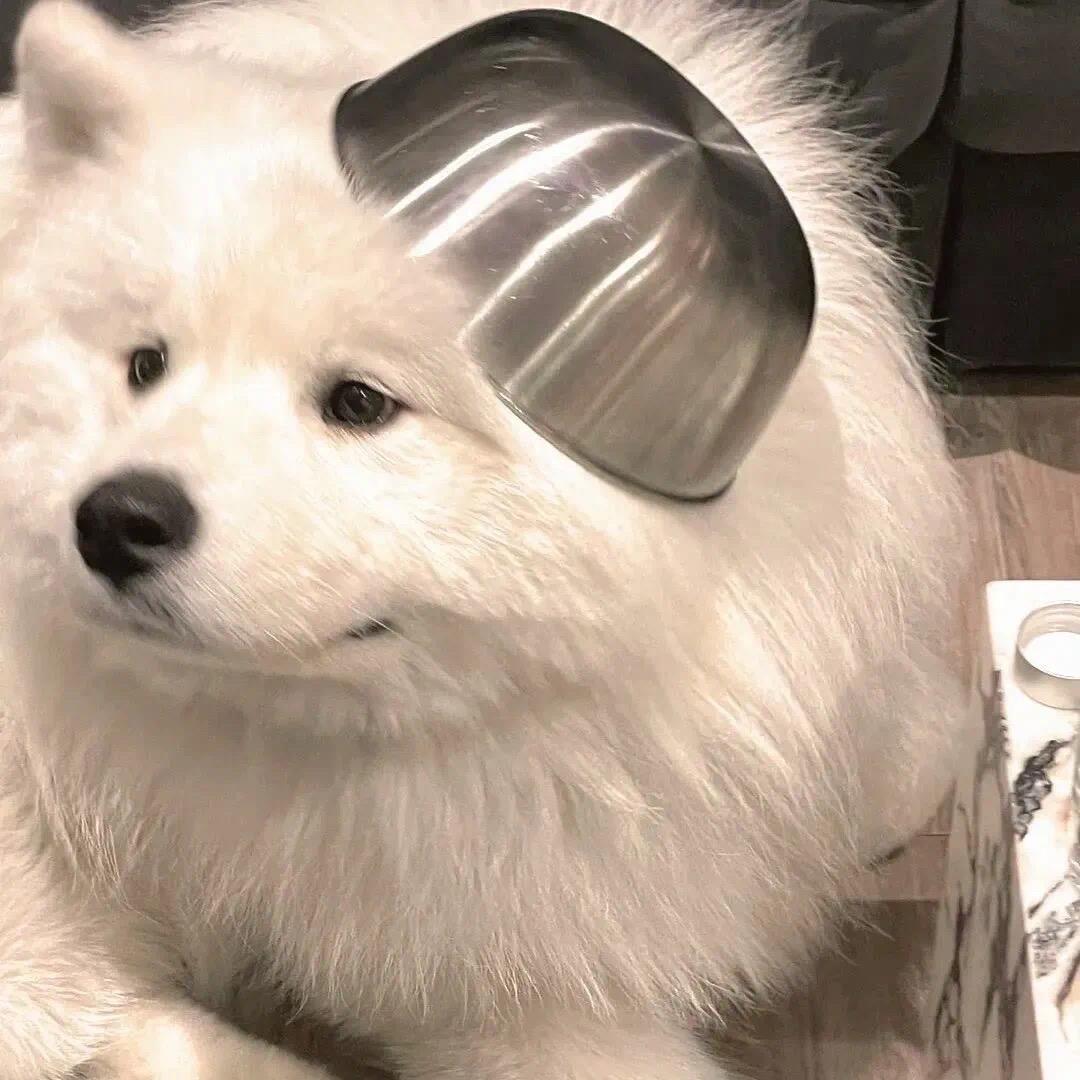 兔子饱饱