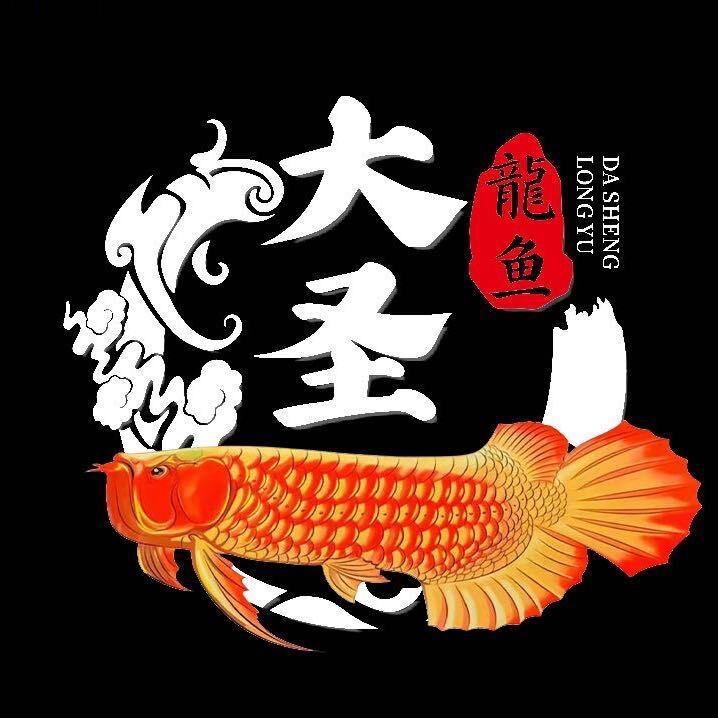 大圣龍鱼-阿杰