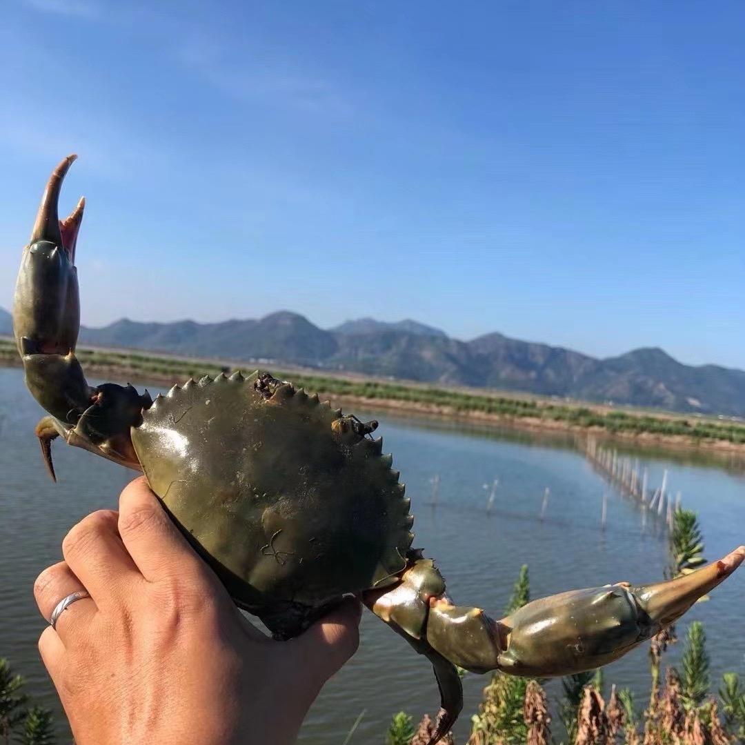 卖螃蟹的虾虾