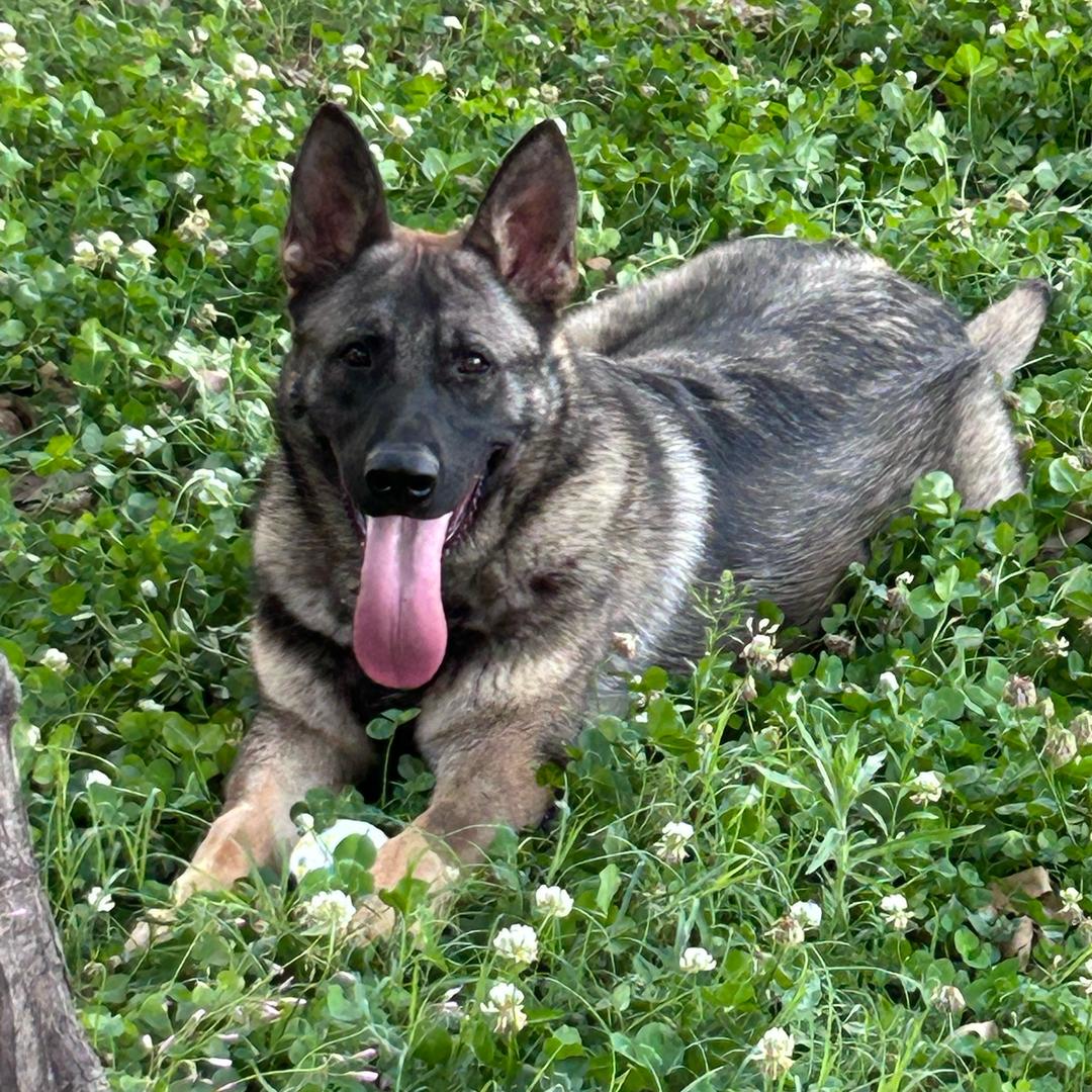 哈喽狗宠物俱乐部