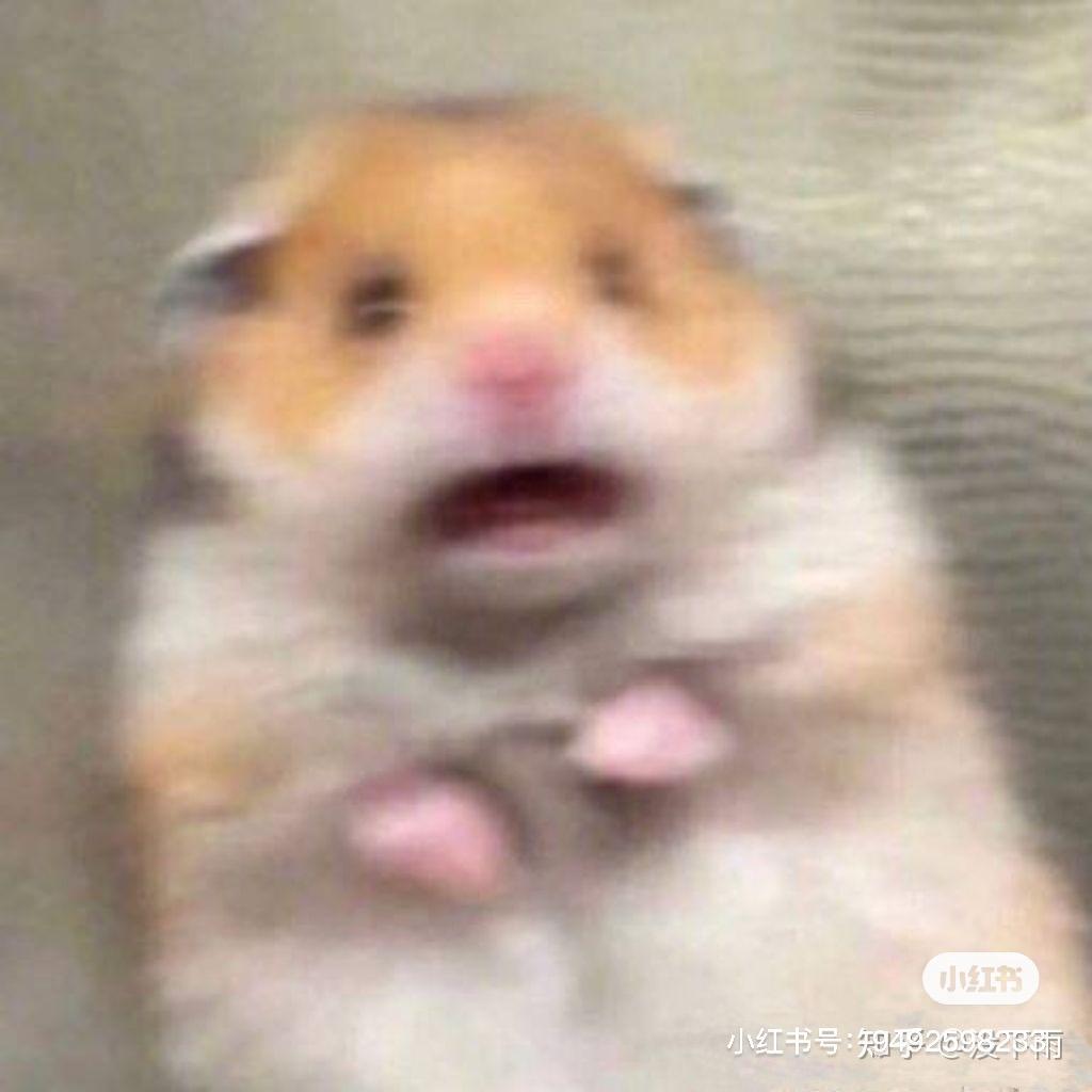 心碎小海苔🥺