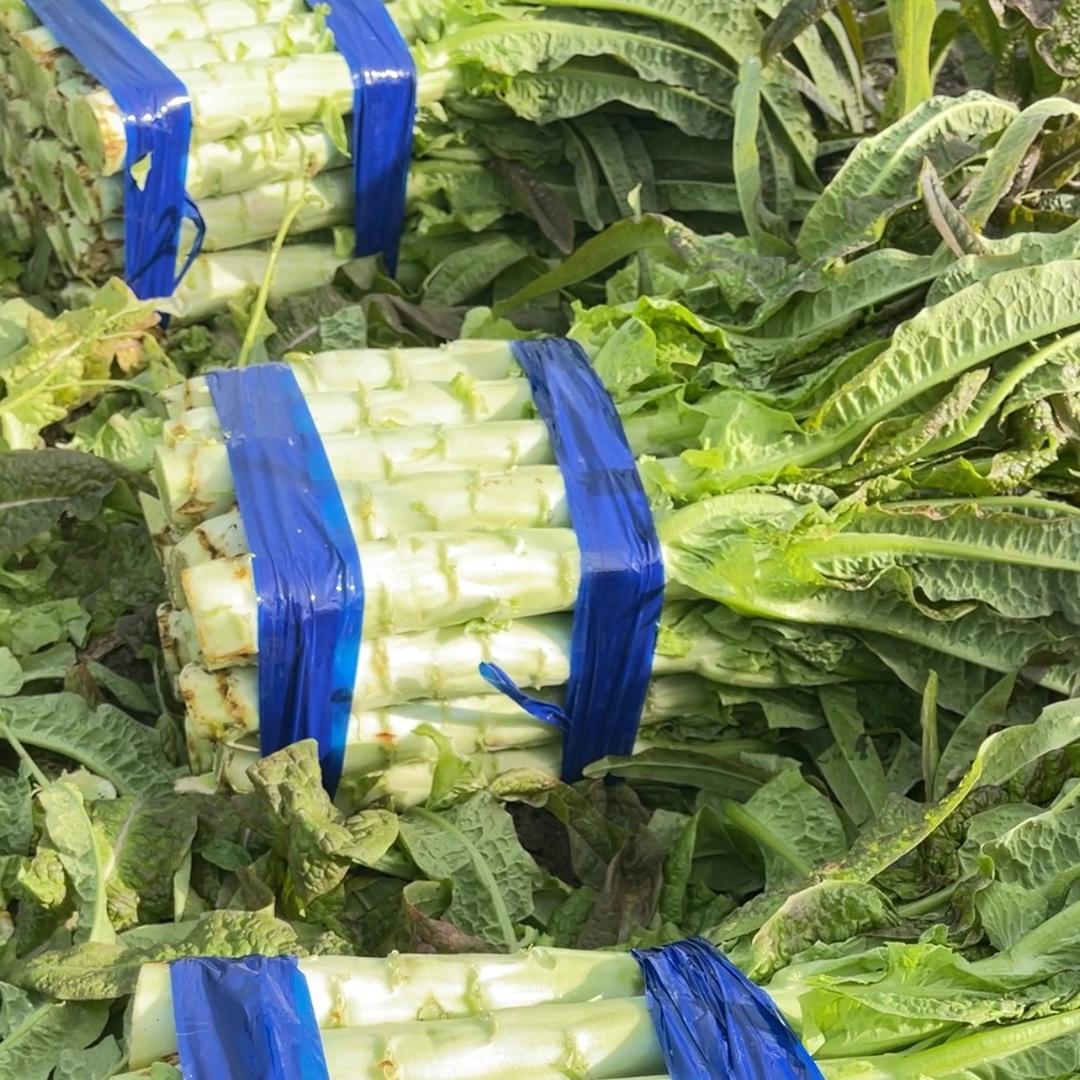 杜华亮果蔬代收（莴笋上市