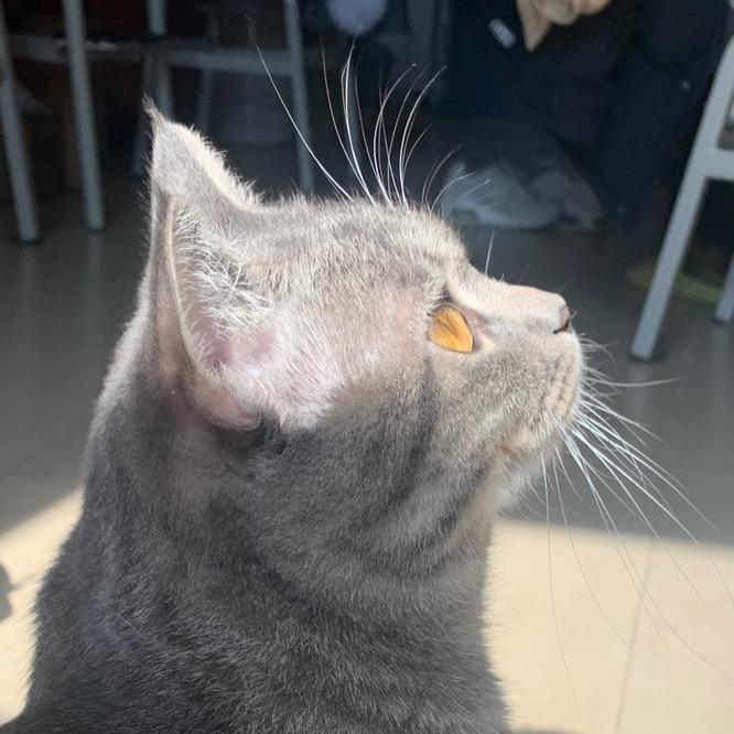 我是若智