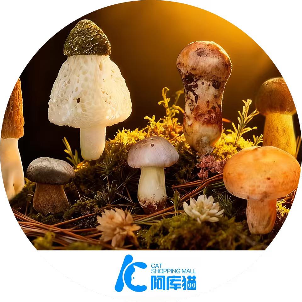 西莱元野生菌供应链