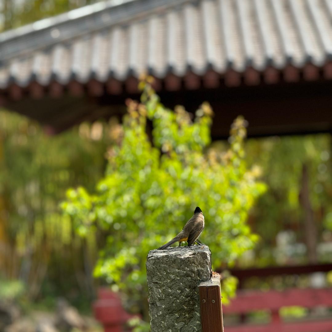 洛桑伯爵
