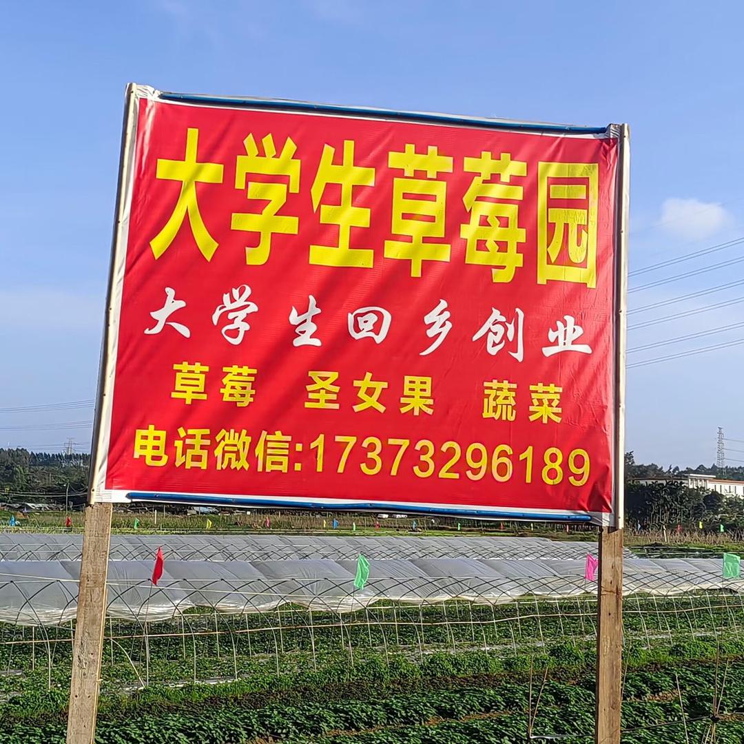 大学生草莓园官方号