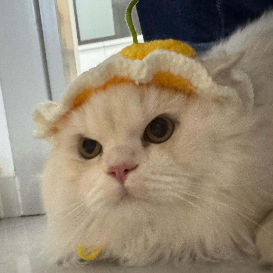 汤圆是只可爱猫