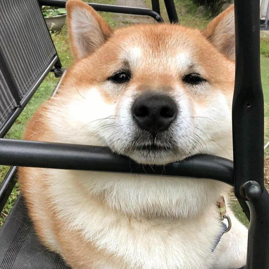 小🐰东🦊仔🐳