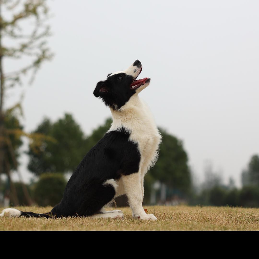 驻马店豫见宠物训犬