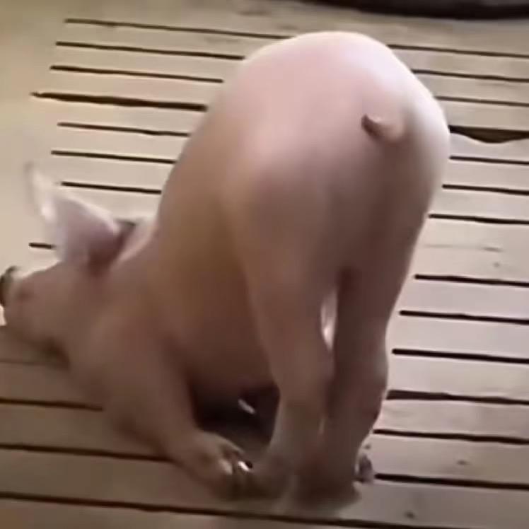 呆呆