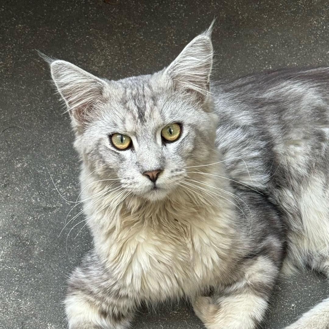 木木林
