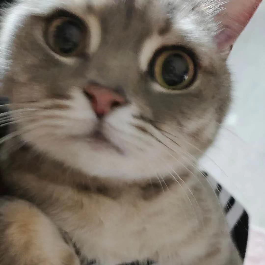 QQAQ