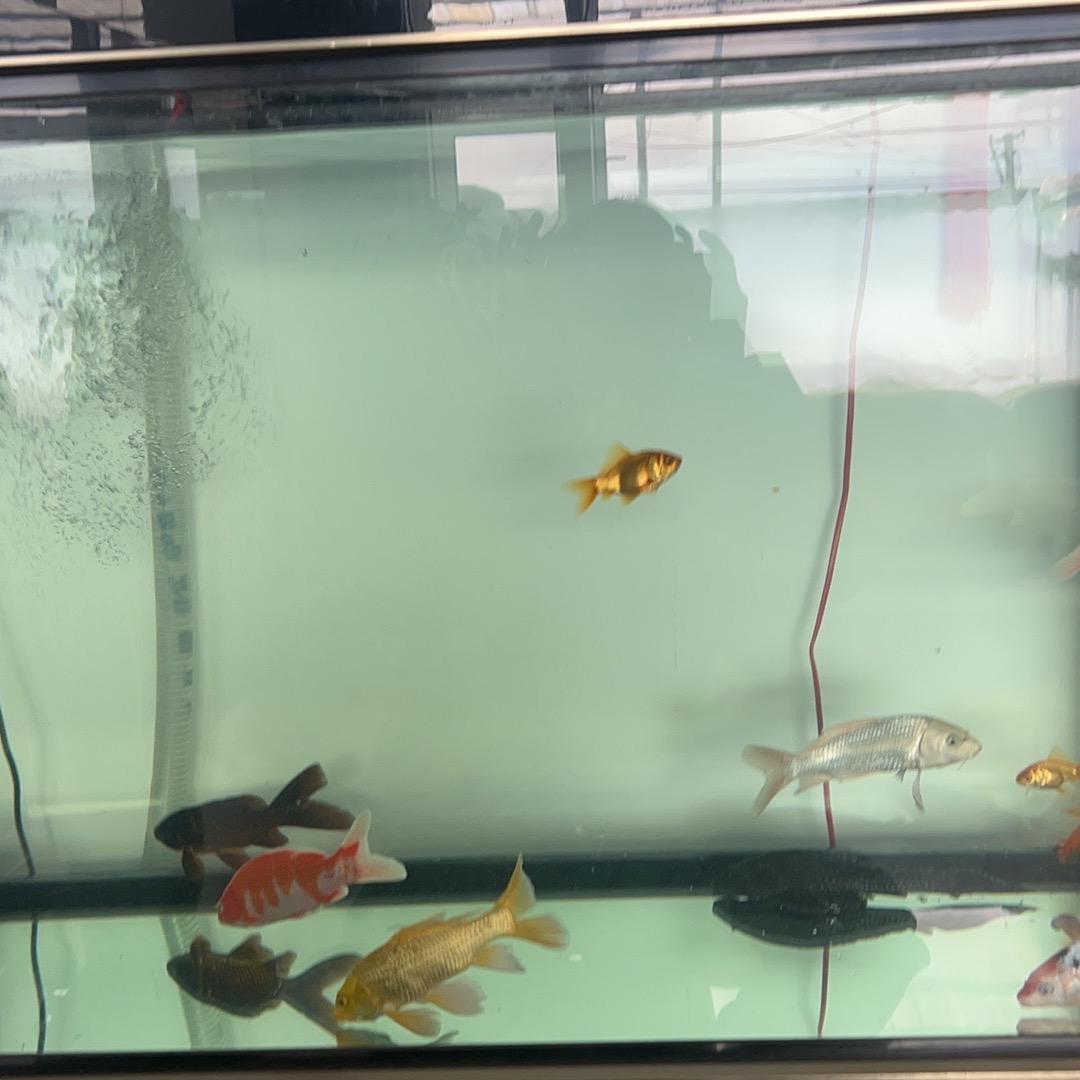 宋非（主持人）