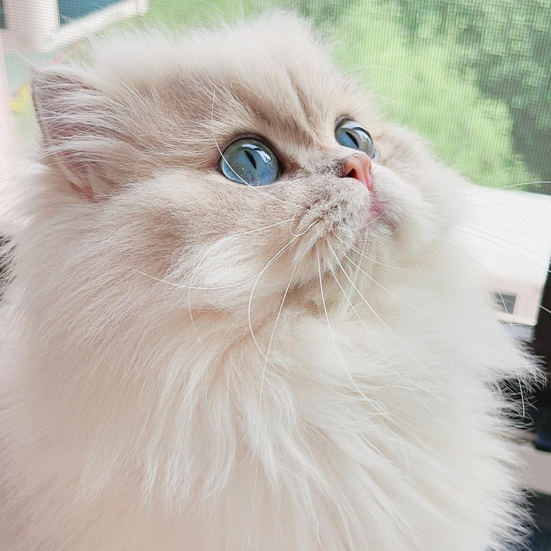 刘小闹～（紫丁香猫舍）