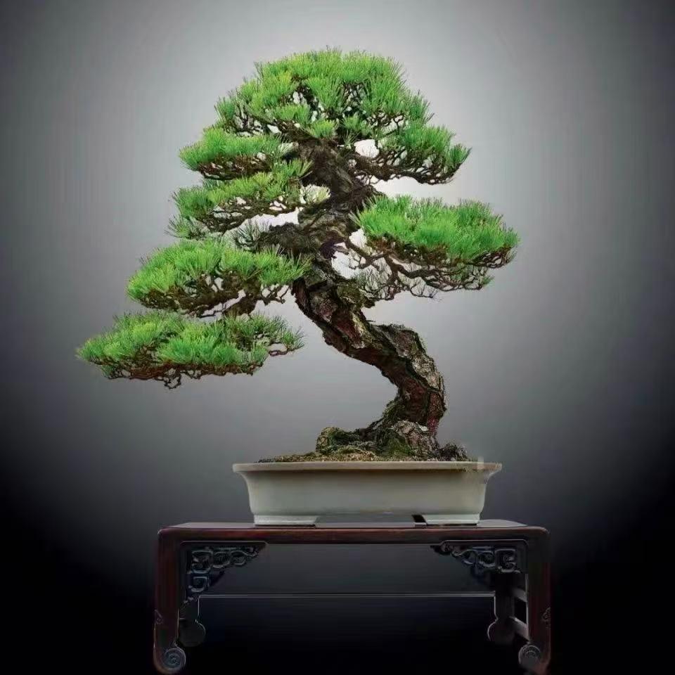 沭阳县西泠阁园艺精选店