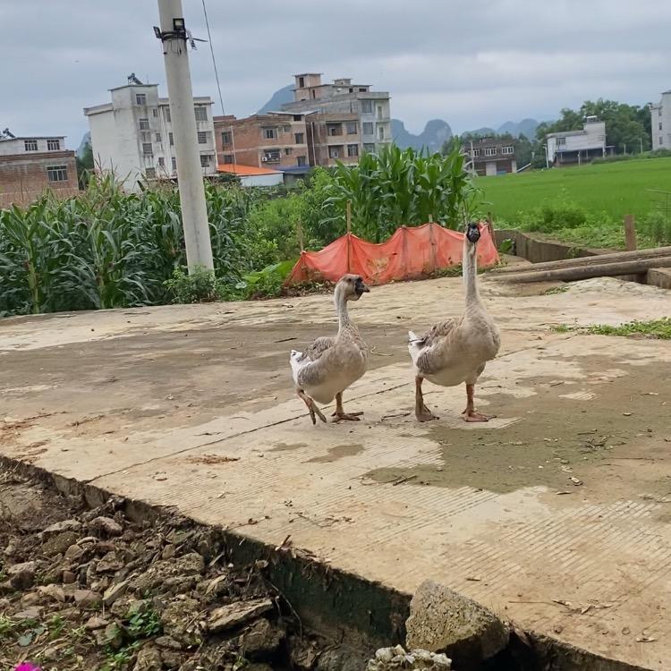 大灰鹅与它的残疾老婆!