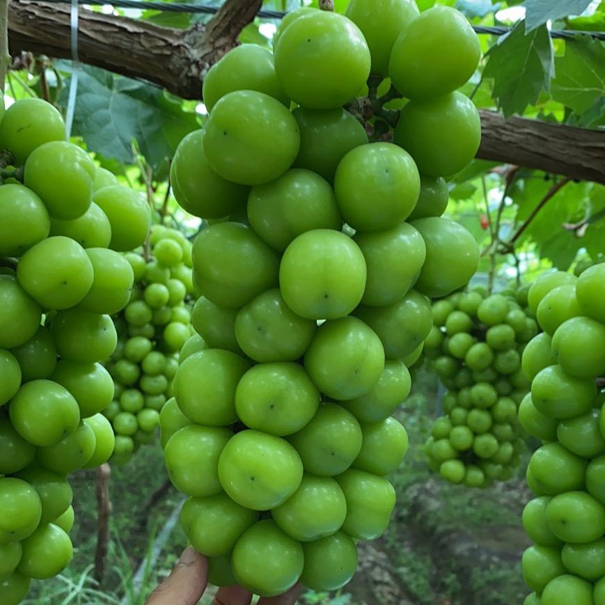 新农人慧慧（阳光玫瑰）