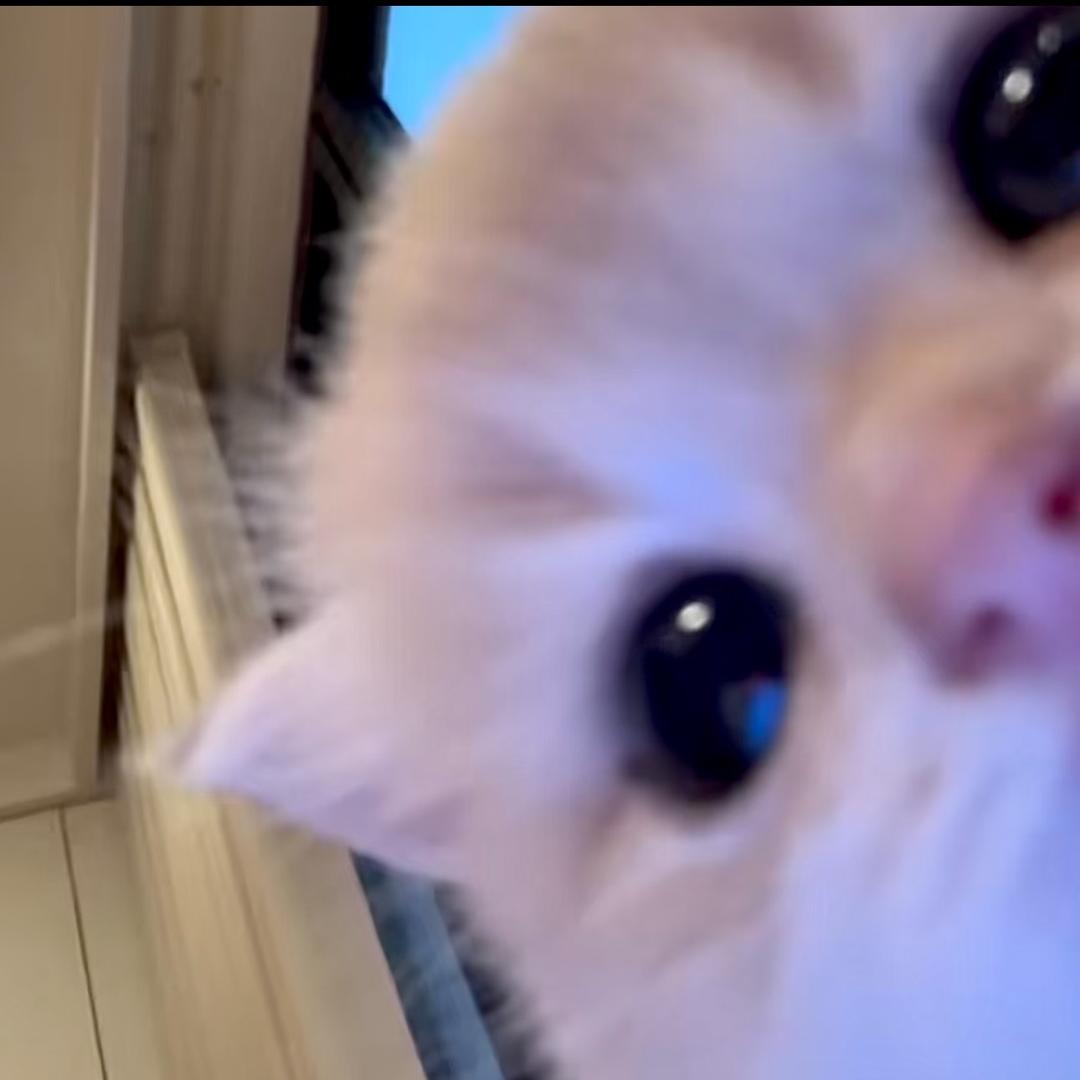 小圆˙Ꙫ˙
