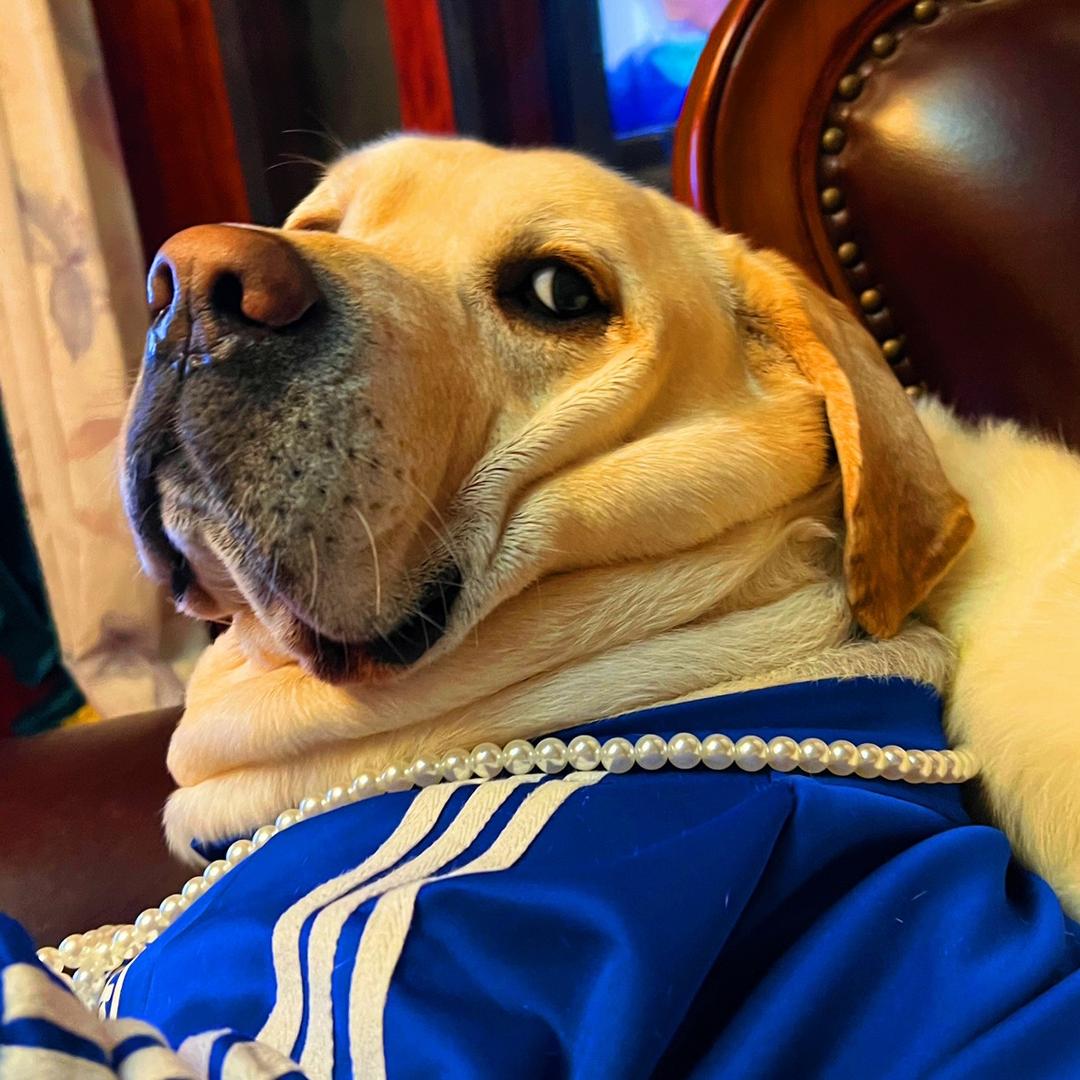 Boss憨憨