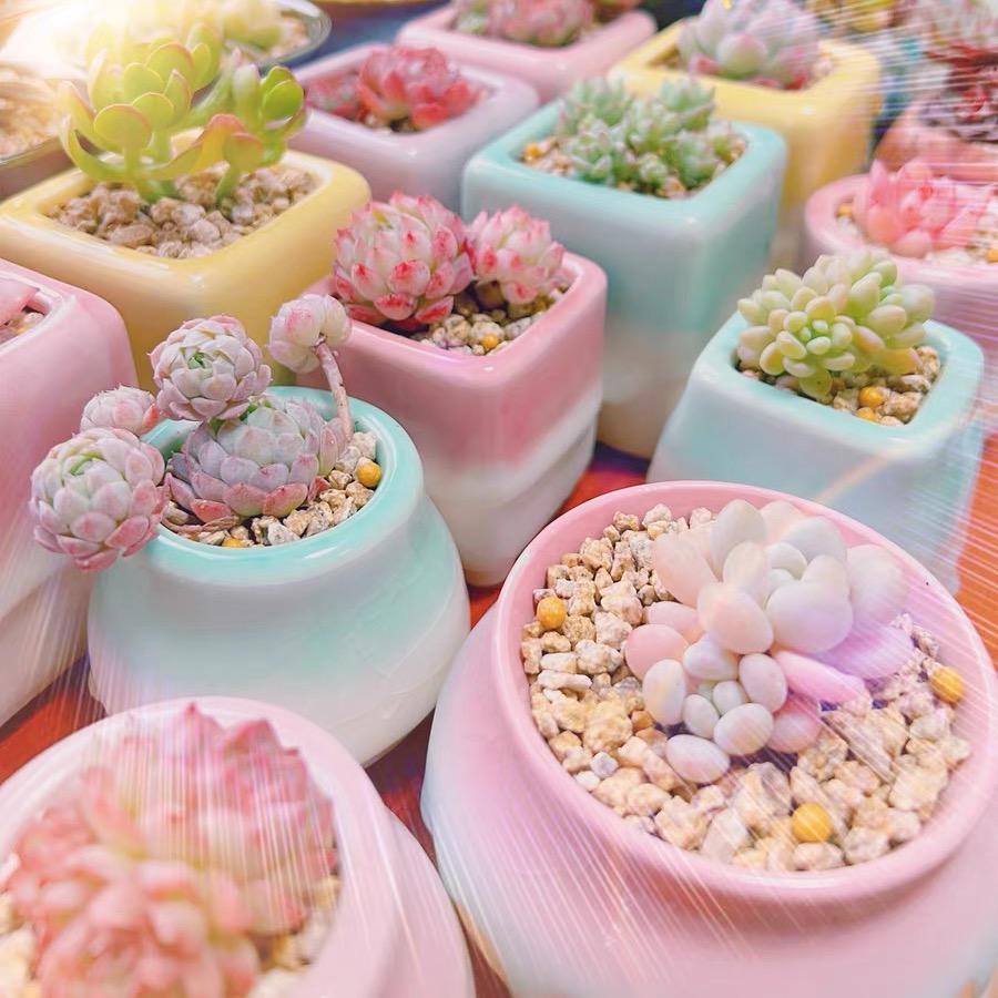 念植花盆