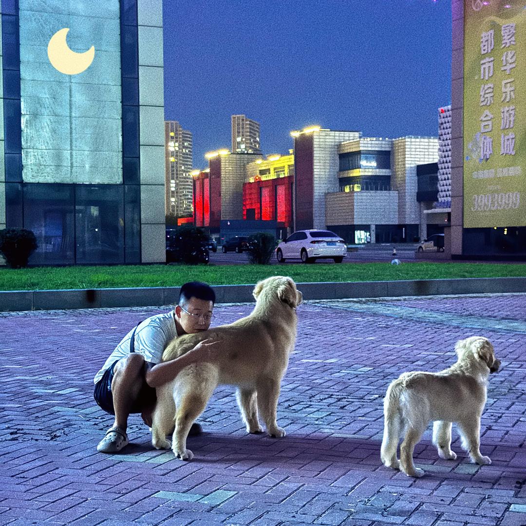 王小将的金毛砸