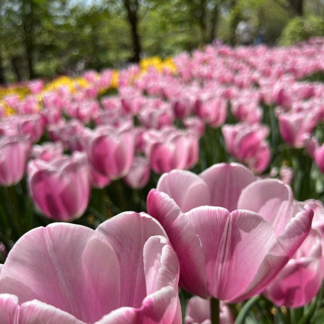 每天都要更强大