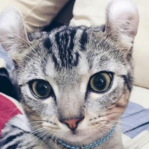 猫猫啊😻