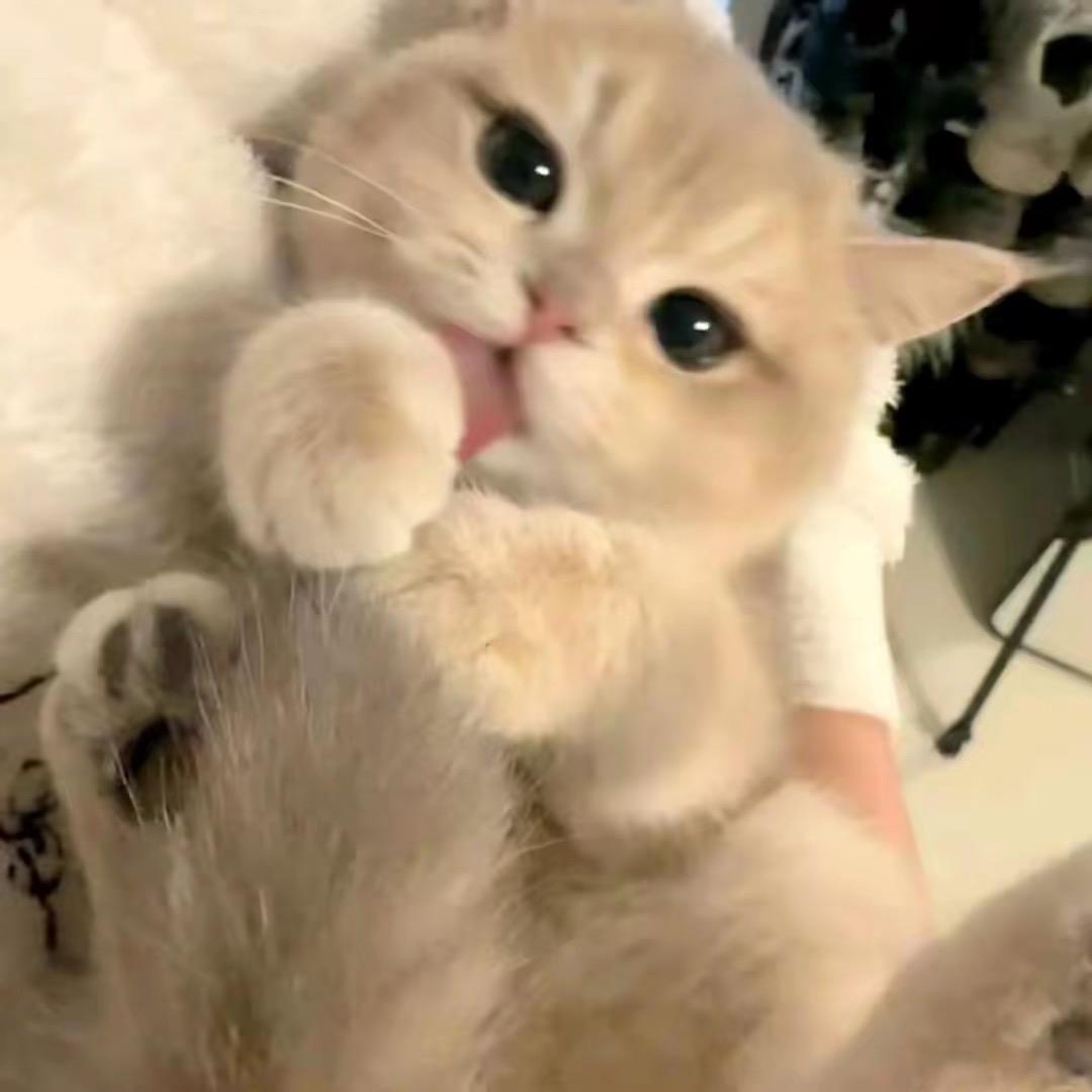 搬个板凳手工穿戴甲