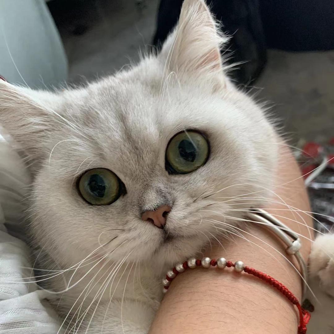 STella