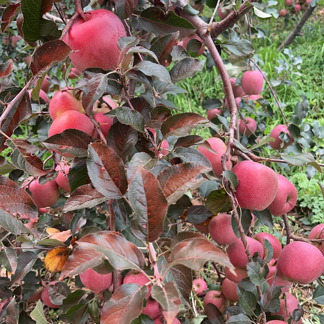 锐锐生鲜水果店