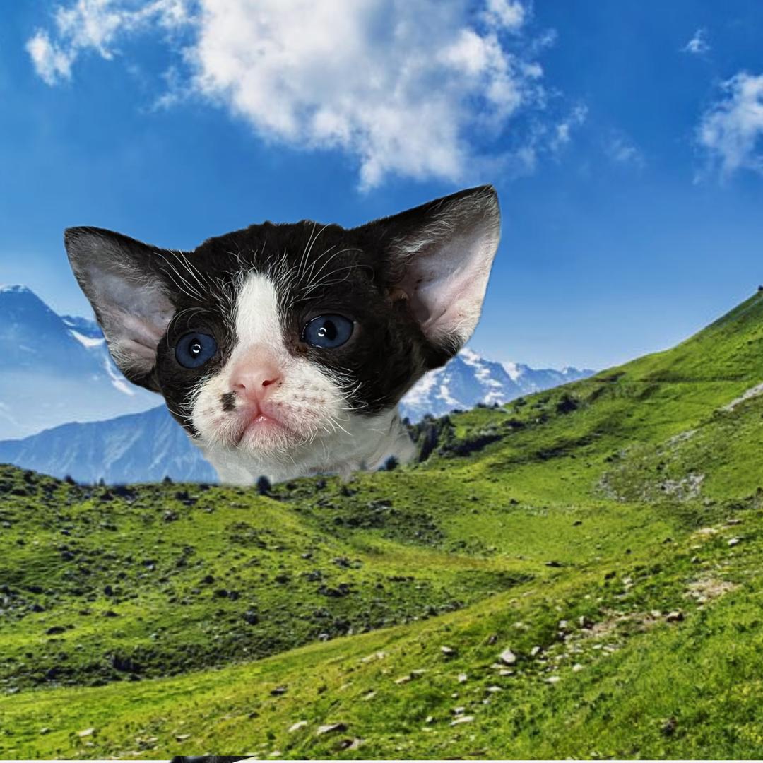 阿行的猫